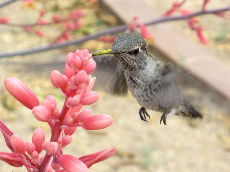 Hummingbird